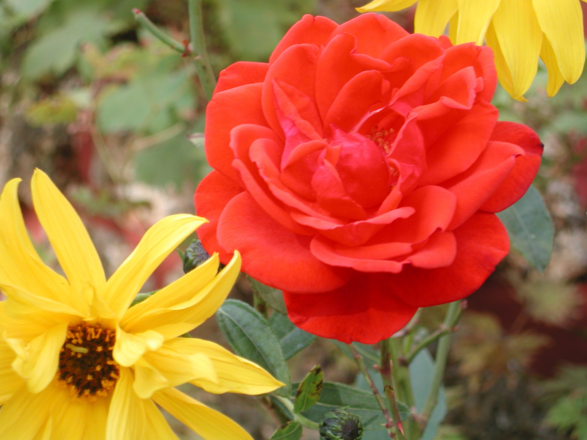 rose.et.jaune.close.jpg