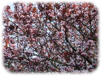 Arbre fleuri